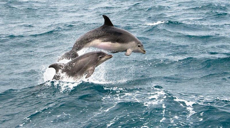 Faroe Adaları’ndaki 'festivalde' 1500'e yakın balina ve yunus katledildi buff.ly/3nAirxF