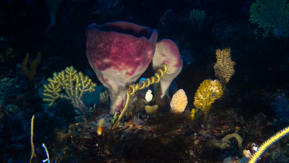 biologistbutton's tweet photo. Exploring the seafloor from the shallows to the shelf edge in South Africa’s Transkei, our research provided support to get the MPAs in the region extended offshore. 
It's just been published in @SciReports
https://t.co/hZW3VJPzKc
@ParkerDenham @KerrySkink @ACEP_ZA  @NRF_SAIAB https://t.co/ezFbSuBavC
