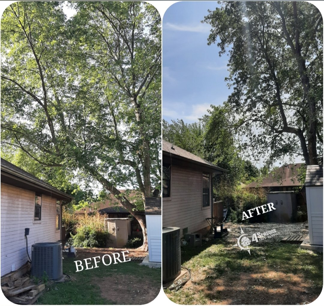 Look at the difference on this Maple tree after we pruned it back from the house.