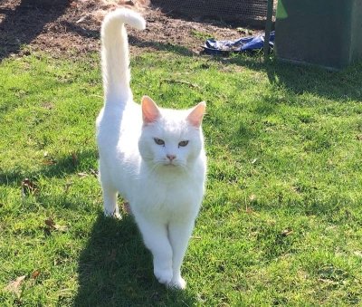 💔 IN MEMORIAM
KAT NISSAN (chip)
ex-kater, wit
#ALPHEN_AAN_DE_MAAS #GE   #DHver 20/12/17 
facebook.com/DeHerenigingGe…
