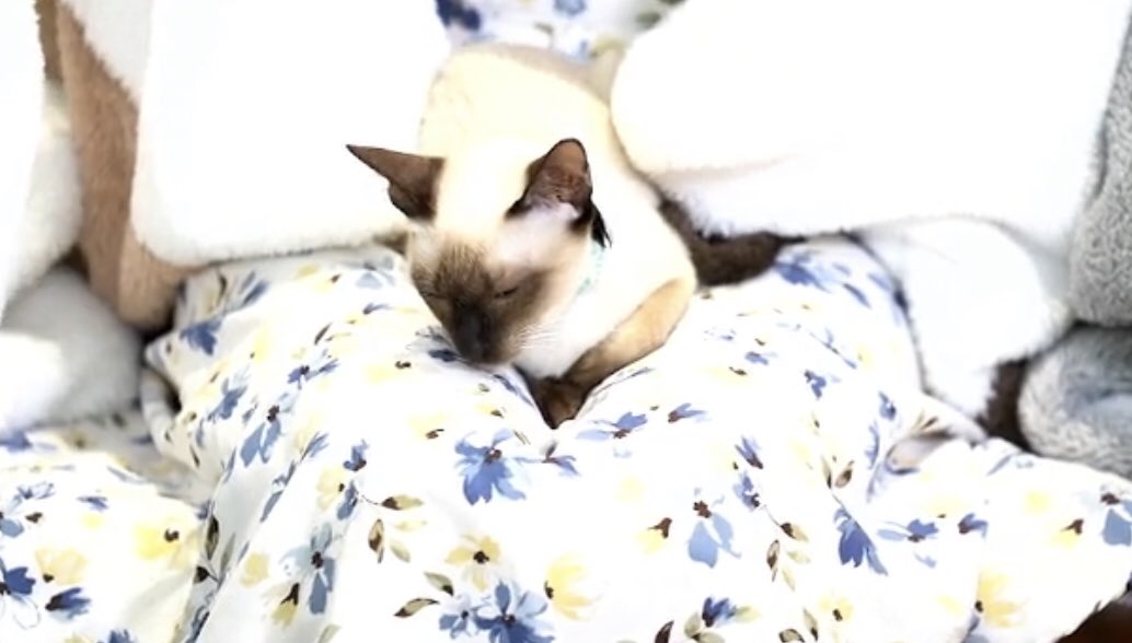 withhomnuan's tweet photo. หอมนวลว่าหอมนวลเริ่มลืมตาไม่ขึ้นแล้ว🐱👀
#CatIdolCGM48xOrnCher
#TeamHomnuan https://t.co/ahHr2u6JeZ