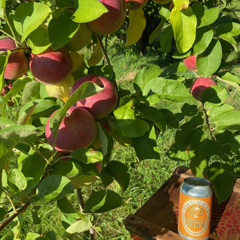 Rambling Can’s evening stroll to the pick-your-own, just saying that northern-grown McIntosh is a great, great fruit in its season. (Like a real tomato.) The first McIntosh tree grew in Canada, ya know…. Cheers! #cidertoast #harvesttime #terroir #orchardlife