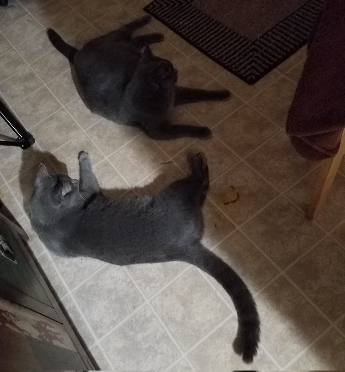 Blutospin's tweet photo. git tu kookin our chizken  #poorpops !👴🐓 #nimcompoop  @ZombieSquadHQ @GregariousGus @Mygreatredmare @irisesther54 @3coolkatz @TeddyTedaloo @TeddysFamiwy @cat01cat01cat01 @timhoyt14 @Cleo_sMommy @carolineCMCE @BengalPandora @TheCatMalice @MillieOTLFP @mhmelbourne @PicklesBottom https://t.co/wX33Ch5YIQ