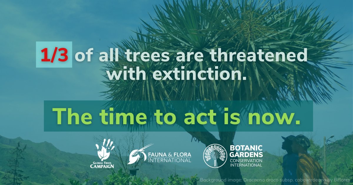 Conserving over 17,500 threatened trees needs a global response. With over 20 years’ experience, we know what works in tree conservation.

Our new report showcases real-life successes that are saving threatened trees: bit.ly/3BTCqv2

#ActionForTrees <a href="/FaunaFloraInt/">Fauna & Flora</a> <a href="/bgci/">Botanic Gardens Conservation International</a>