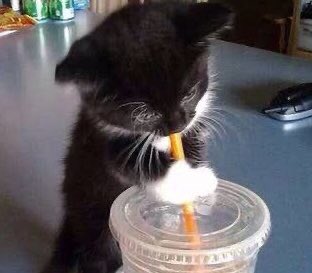 hyunjin as cats🍀 | ia📚 (@kittenhyunie) on Twitter photo 