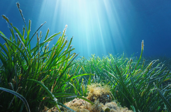 New Threat To Ocean Plants: Human Noise #botany bit.ly/3Ae8kC4