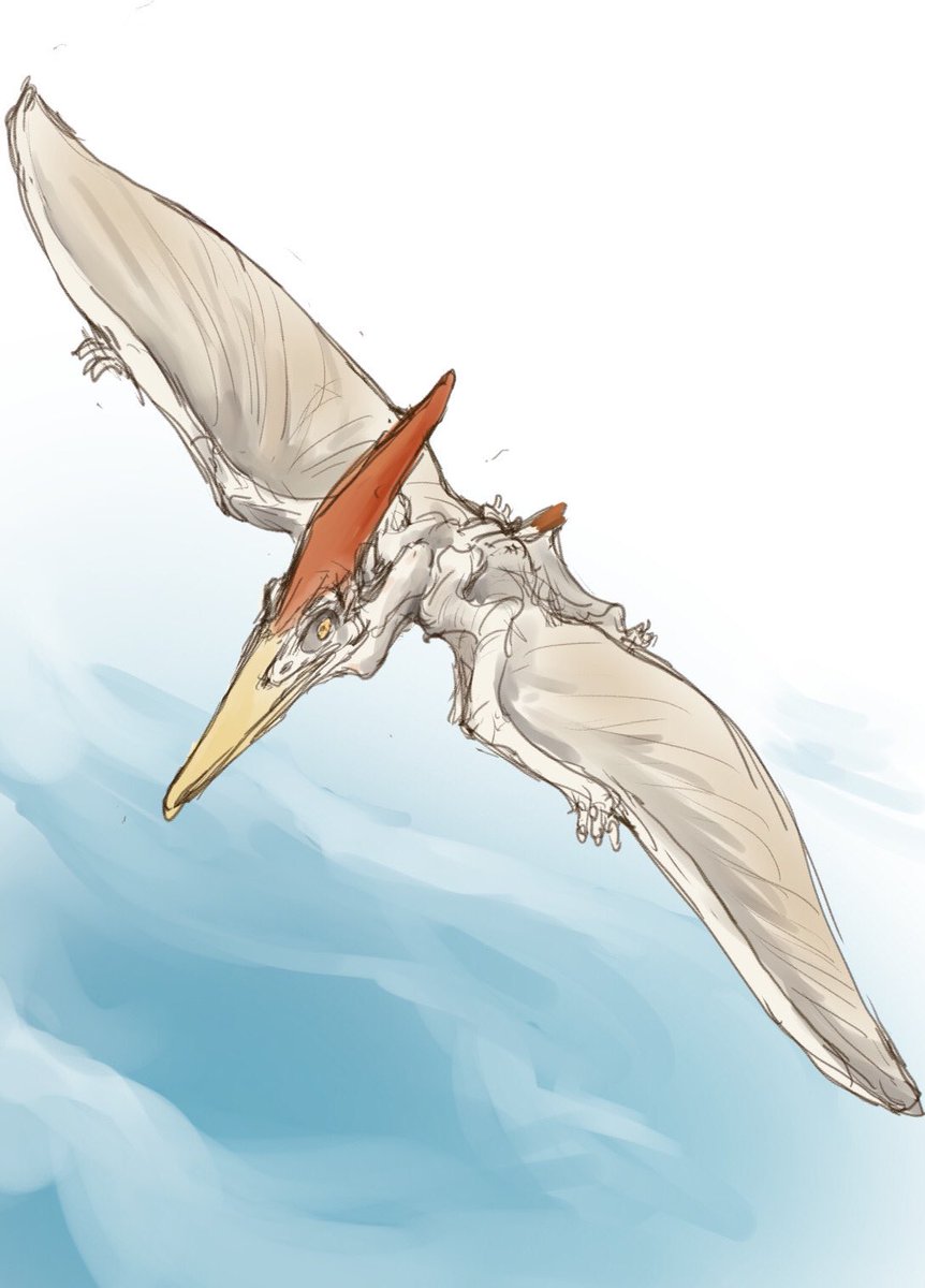翼竜は哀しからずやプテラノドン。大抵黄色っぽい色に再現されますが魚食性と推定されていることを鑑み現生の海鳥っぽく白を基調にしてみました。尻尾のない翼竜ですね。物語ではティラノサウルスの背景に飛んでいたりしていて確かに両者とも白亜紀後期産なのですが生息年代は千万年ほどズレてます。 