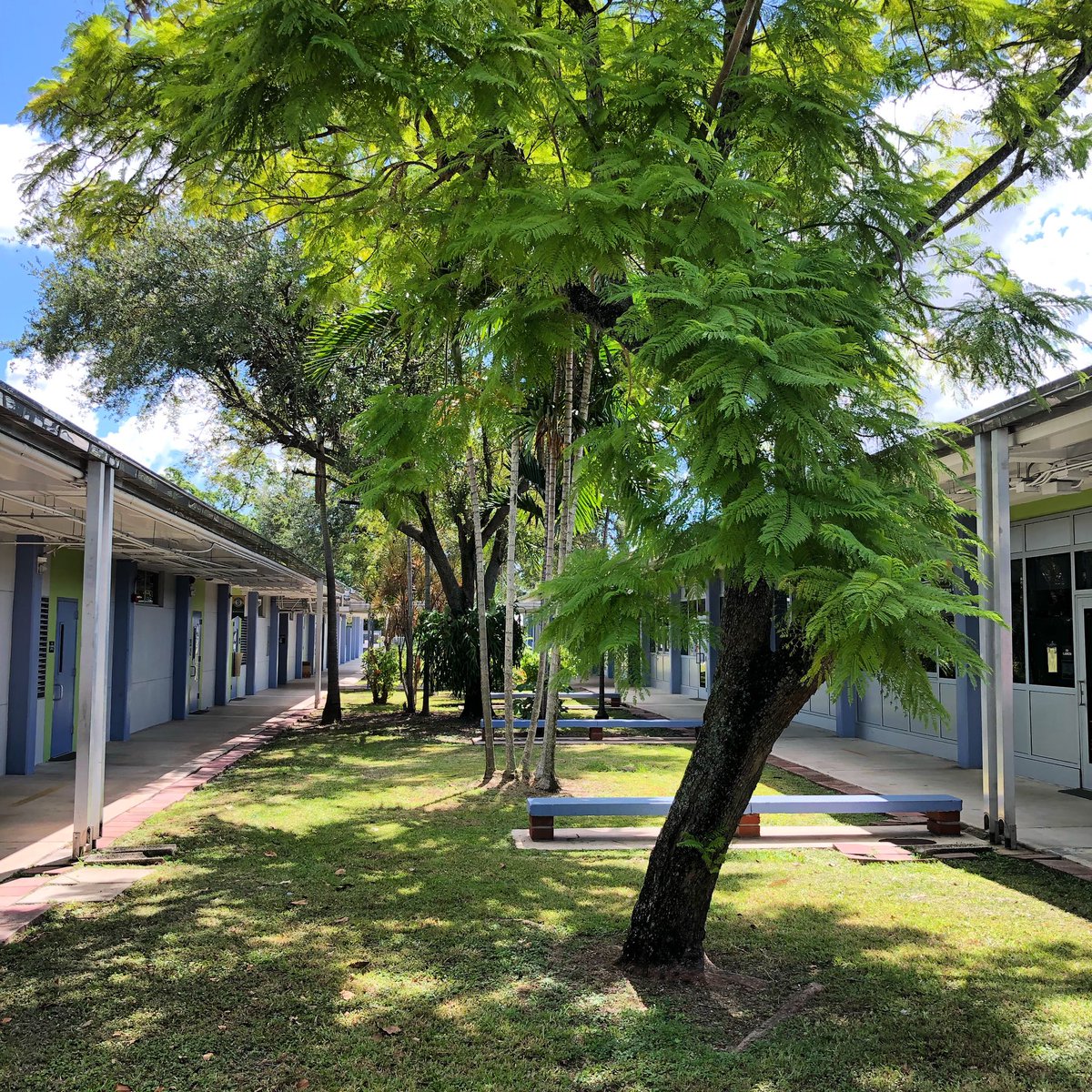 Springviewpta1's tweet image. 🌳🌳🌳 
From little seeds grow mighty trees.- Unknown
#SpringviewPTA 
#SpringviewFalcons
#springviewelementary
