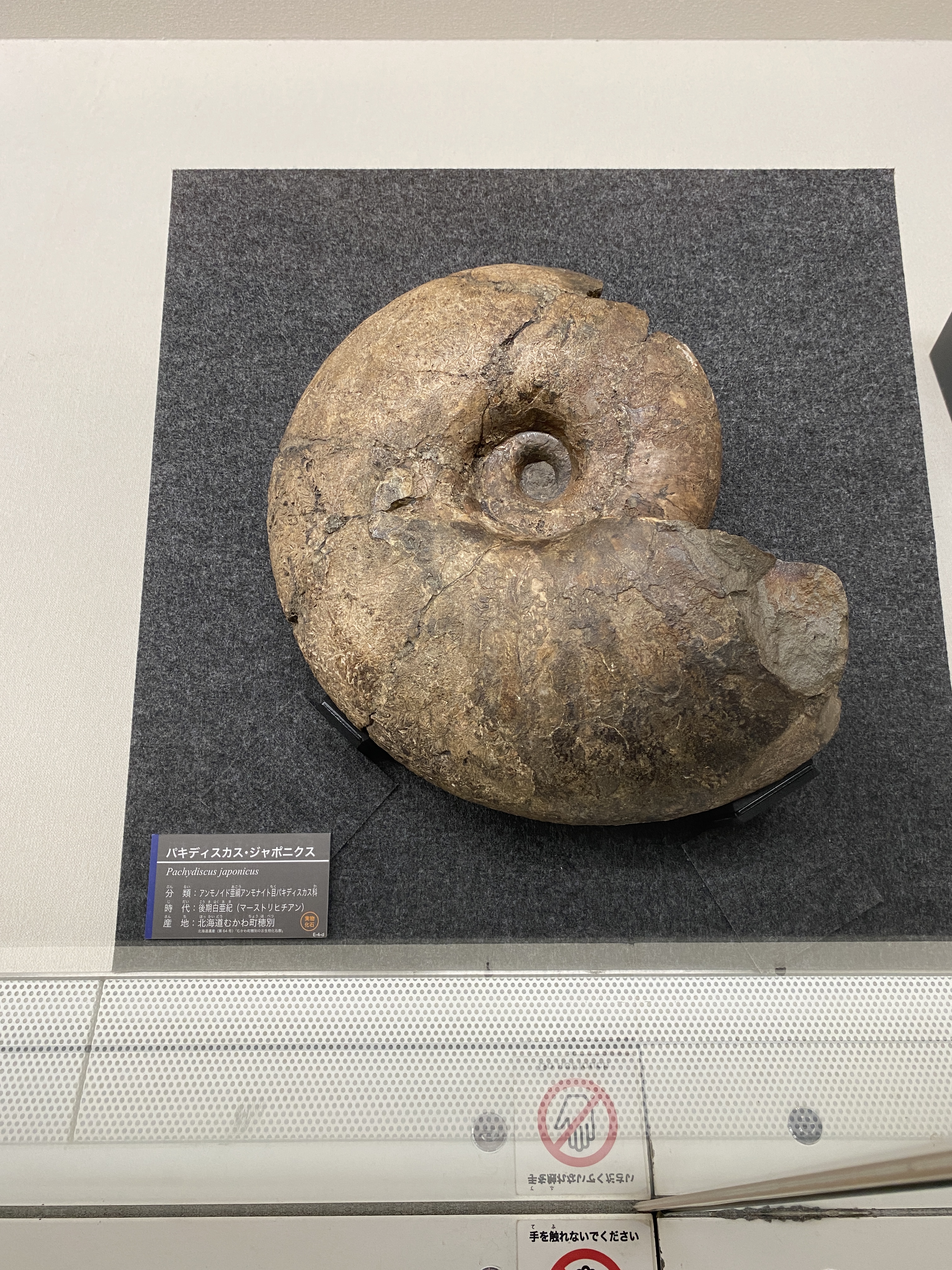uoichiba в X: „#海竜展 穂別では軟体動物化石も多数見つかっ