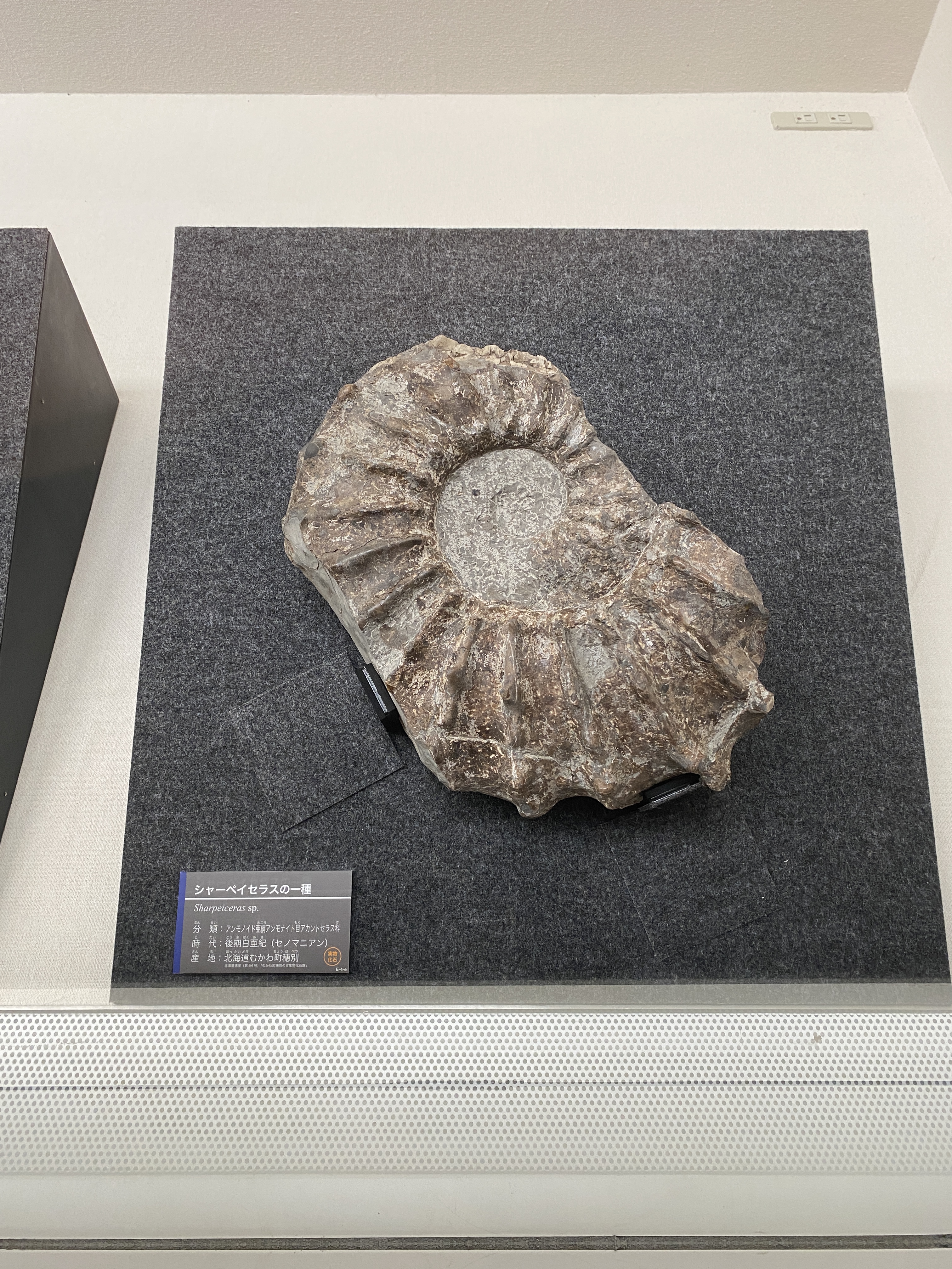 北海道アンモナイト アイノセラス