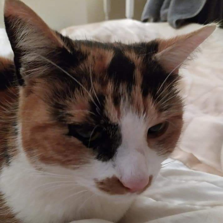 JohnDaffern2's tweet photo. #Missing: Sonjador (sonyador) hasn't been seen since 04/09/21. She's a 5 year old #Spayed and #Microchipped #Calico. She lives in the #Etton Village near #CherryBurton #EastYorkshire #HU17 Area. If found would you please call 07966530292
https://t.co/Oksu9hSGzn https://t.co/Ivv6UylqOW