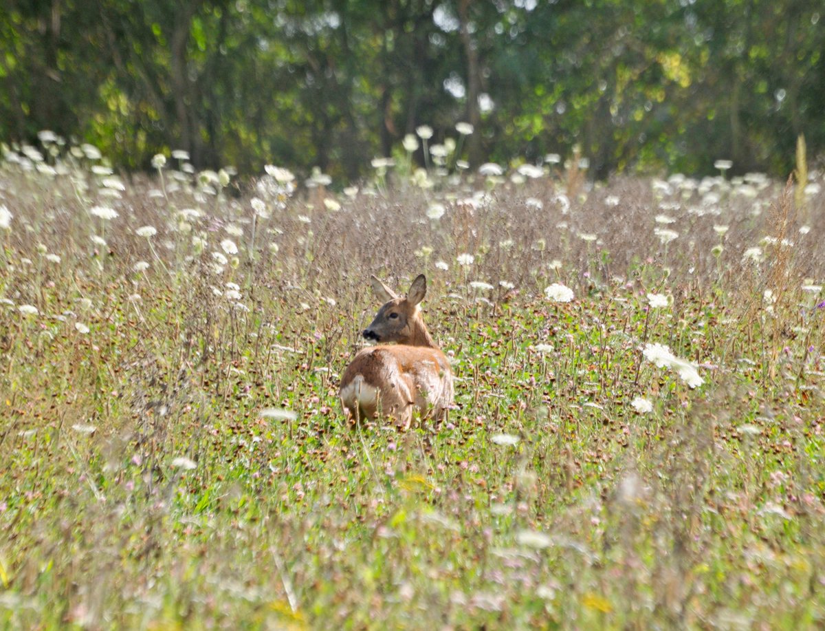countrymousie's tweet photo. Happy as a roe in clover: the deer now live here at the moment as it's about all I can offer them in the way of grazing, until the rain promised today.
#DukesMeadow
@WalnesSeeds
#nature
#meadowmaking #Suffolk https://t.co/SNZ75fh7PB