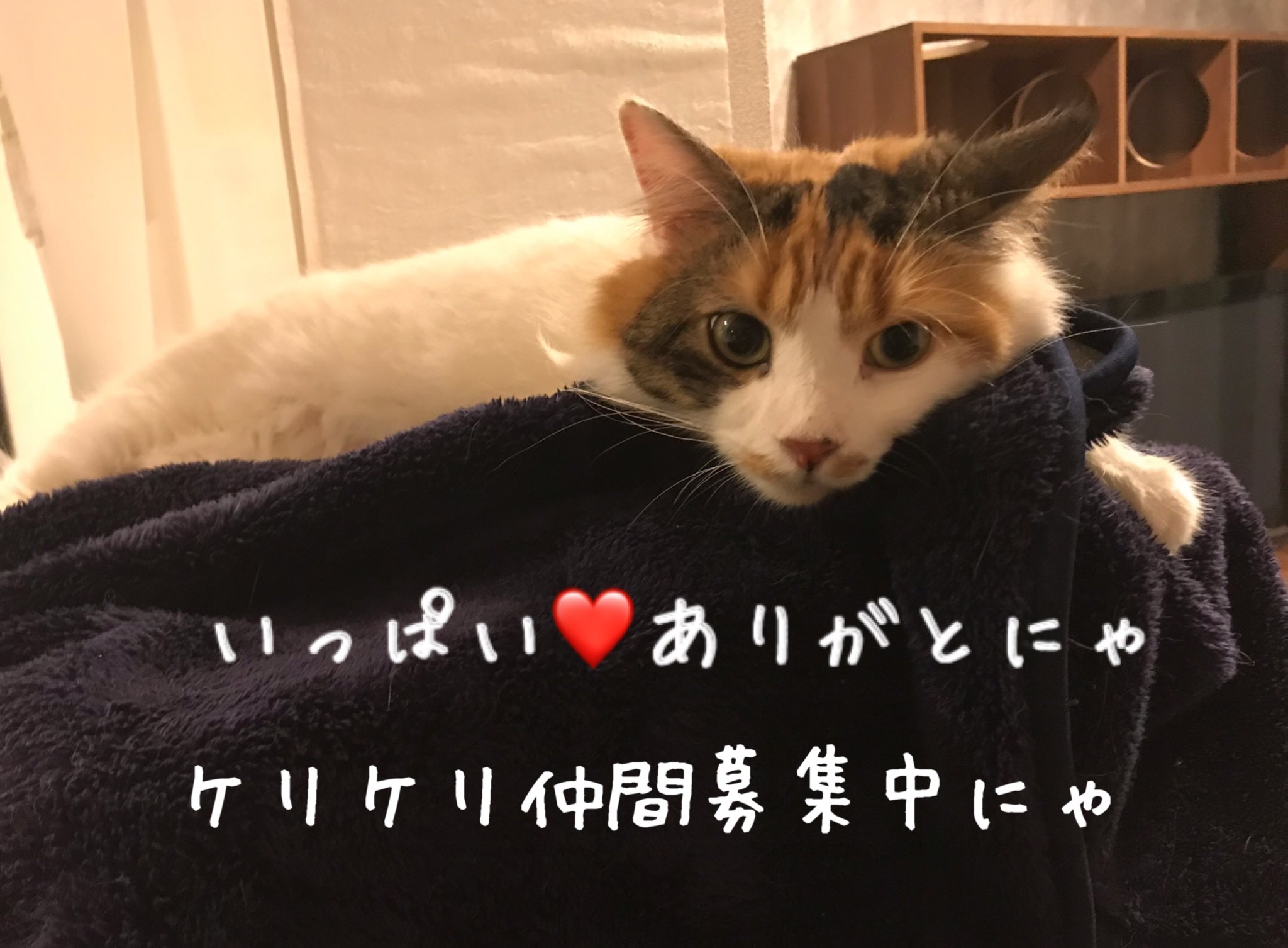 ねこ 時々ごはん フミフミおもちにたくさんの ありがとうございます 皆 さまご自慢のフミフミも 見たいです ねこ時々ごはん 猫がいる暮らし 猫がいる幸せ 猫のふみふみ動画 猫好きさんと繫がりたい T Co Rym8ksarbc Twitter