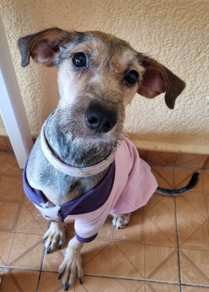 diana_dfc's tweet photo. Lummy y Vandy siguen en adopción responsable sociables, juguetonas, cariñosas, limpias, protocolo completo, quién se anima a darles una oportunidad?  RT🙏 @perrososmx @acano52 @PaolaFrida @EsEstra @ProyectoSixPack @_PatriciaAnaya @soymolid @MascotasSismo @Apoyo_Croqueton @FCF_mx https://t.co/kNU1HRe30V