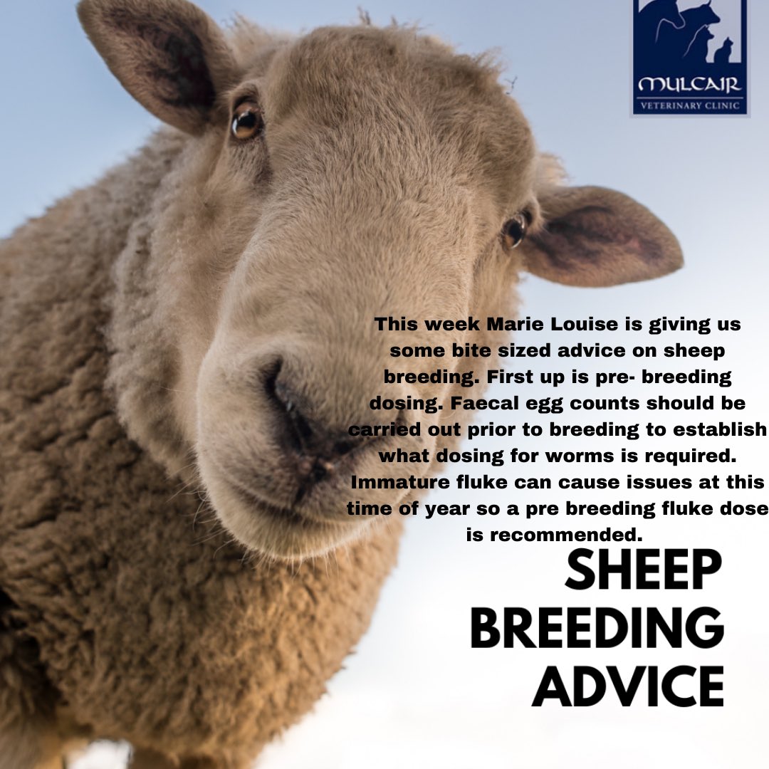 Sheep breeding 🐑
This week Marie Louise will be covering everything you need to know so tune in this week.
