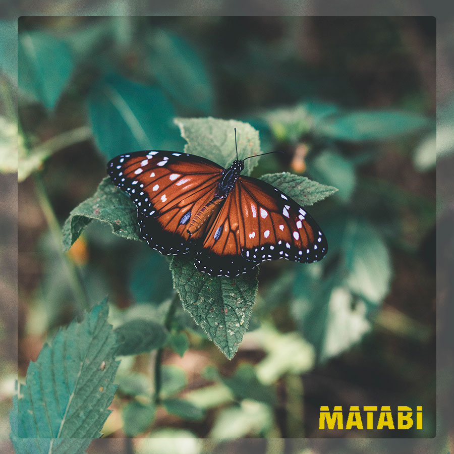 matabisprayers's tweet photo. ¿Sabías que las mariposas podrían sentirse más atraídas por las malas hierbas de tu jardin que por tus flores?

Las malas hierbas cotidianas, como los dientes de león y los tréboles, en realidad pueden ser lo más atractivo de tu jardín para estos polinizadores

#Mariposas #matabi https://t.co/VBEAMJOUMk