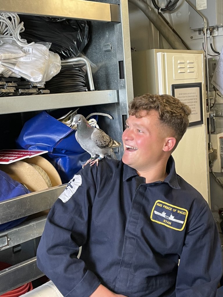 HMSPWLS's tweet photo. Poor ‘Rex’ the pigeon was recently found near our flight deck, a little worse for wear. The lads are taking good care of him and he’s getting stronger by the day! He’ll be back at flying stations before he knows it! #carrierpigeon #PWLSAtSea @BBCCountryfile https://t.co/aWXYPKTGHp