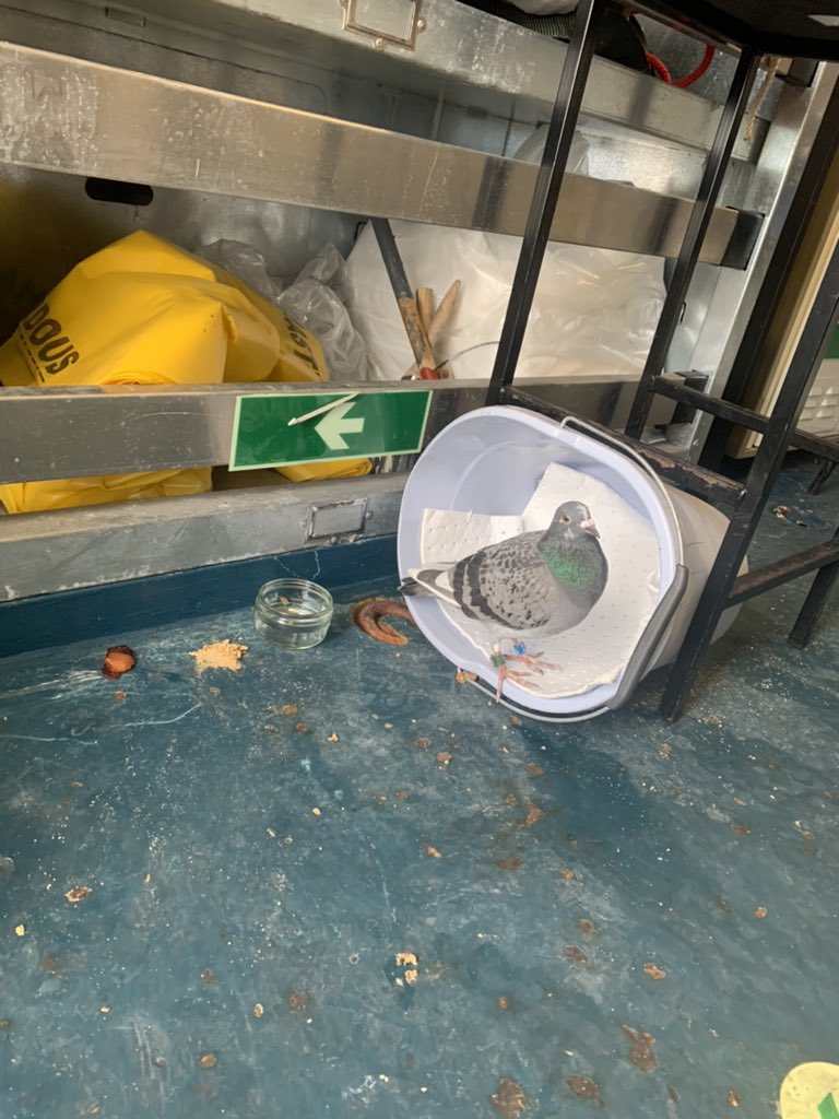 HMSPWLS's tweet photo. Poor ‘Rex’ the pigeon was recently found near our flight deck, a little worse for wear. The lads are taking good care of him and he’s getting stronger by the day! He’ll be back at flying stations before he knows it! #carrierpigeon #PWLSAtSea @BBCCountryfile https://t.co/aWXYPKTGHp