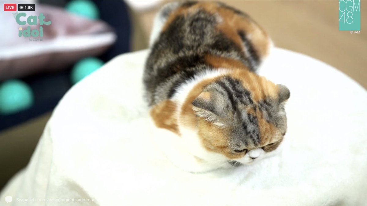 zyzester's tweet photo. คานาเมะบอกแอร์ไทม์เบรค 3 เป็นของหนู
#KanameCGM48 #CatIdol
#CatIdolCGM48xOrnCher https://t.co/cHhvD4qVil