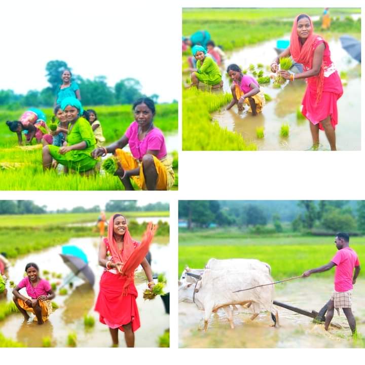 हमारे आदिवासी सबसे जादा मेहनत करते है, और बारिश का पाणी पर खेत करके गुजारा करते है, कम कमाते है पर हमेशा खुशीया बाटते है #प्रकृती_जोहार.@RansingMalache @GeetaTribal @MinzNilofar @Garima750 @KABILAYI_SHER @savita_pargi @Ranjeet_Oraon @Johar_Adivasi @ADIWASI_SAMAJ @RahulBh91078054