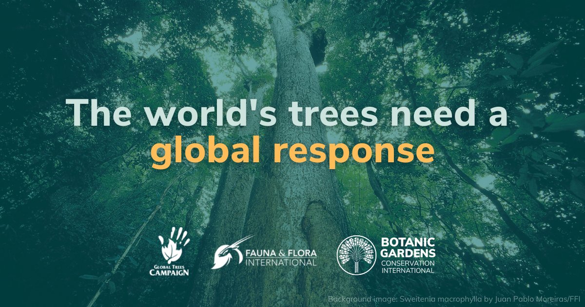 FaunaFloraInt's tweet photo. The recently released State of the World’s Trees report reveals that one-third of tree species are threatened with extinction - the good news is that we already have ample evidence of success in safeguarding them...
#Actionfortrees @globaltrees @bgci
https://t.co/0an2gFHTix https://t.co/vTjmd9Xs9m