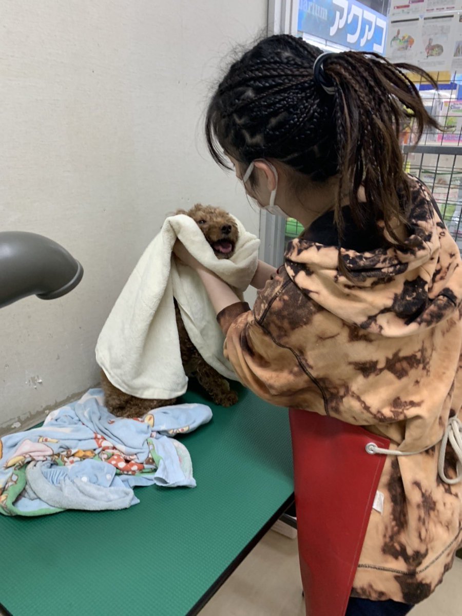 Le022jp's tweet photo. その後はシャンプー🛁

畑にいたので土が沢山付いてました😂!シャンプーはダニノミとりの物を使用してます！

匂いも汚れも取れてスッキリの様です🐶

食欲もあります♪ https://t.co/AkKSrawov4