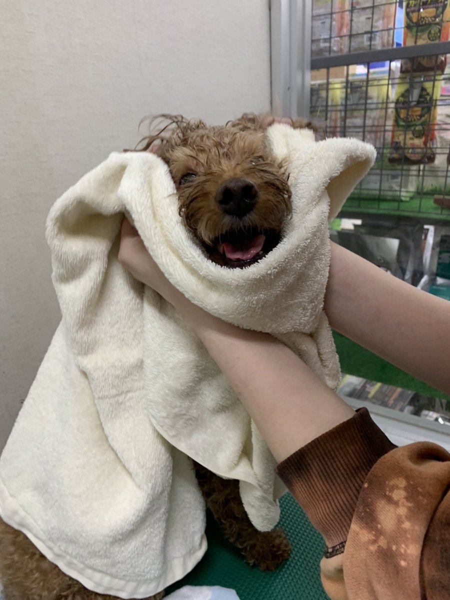 Le022jp's tweet photo. その後はシャンプー🛁

畑にいたので土が沢山付いてました😂!シャンプーはダニノミとりの物を使用してます！

匂いも汚れも取れてスッキリの様です🐶

食欲もあります♪ https://t.co/AkKSrawov4