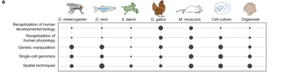 ExrcXenopus's tweet image. For the next 2 weeks EXRC is hosting a @INeucrest
 gene editing workshop. Aim to test 100 Crispr guide RNAs. But yeah, there&apos;s basically no genetic manipulation in Xenopus......