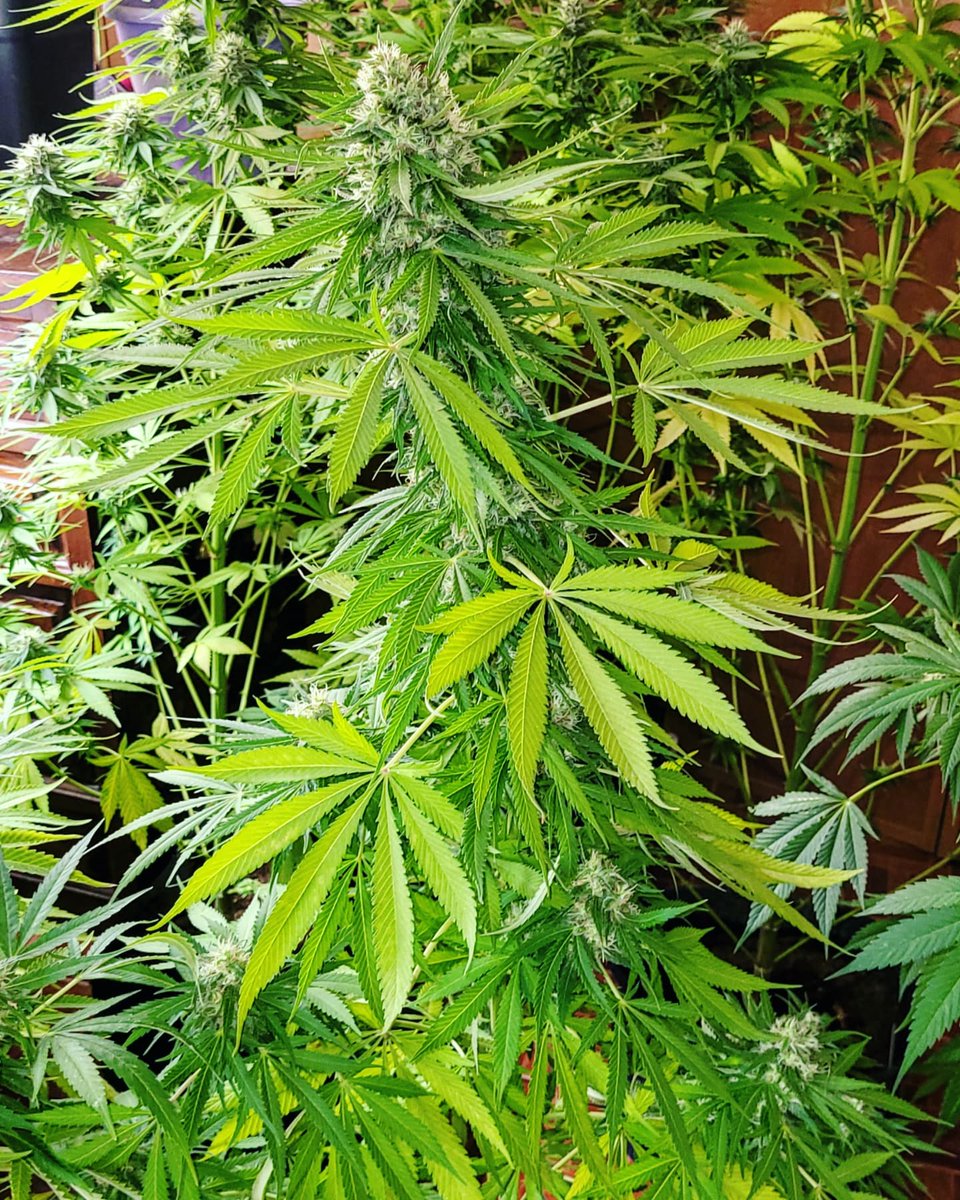 Sophie_MJ's tweet photo. Somos lo que comemos🍴🥑, lo que bebemos🍷y lo que fumamos🌱
•
¡ Que no se te olvide !
#Autocultivo SIEMPRE 🙌🥝🫐🥭🍑🍇🍒🥑🌱🍋🍊
•
#Blueberry99 💙🌲🍒
@GreenbudSeeds @Apez140 @INMAQ16
•
#Greenbudseeds #AdrycsCove #cultivandofrutasyflores #felizmartes #LaSofiJardinera👩🏼🌾🧿 https://t.co/vHXPmWImLs