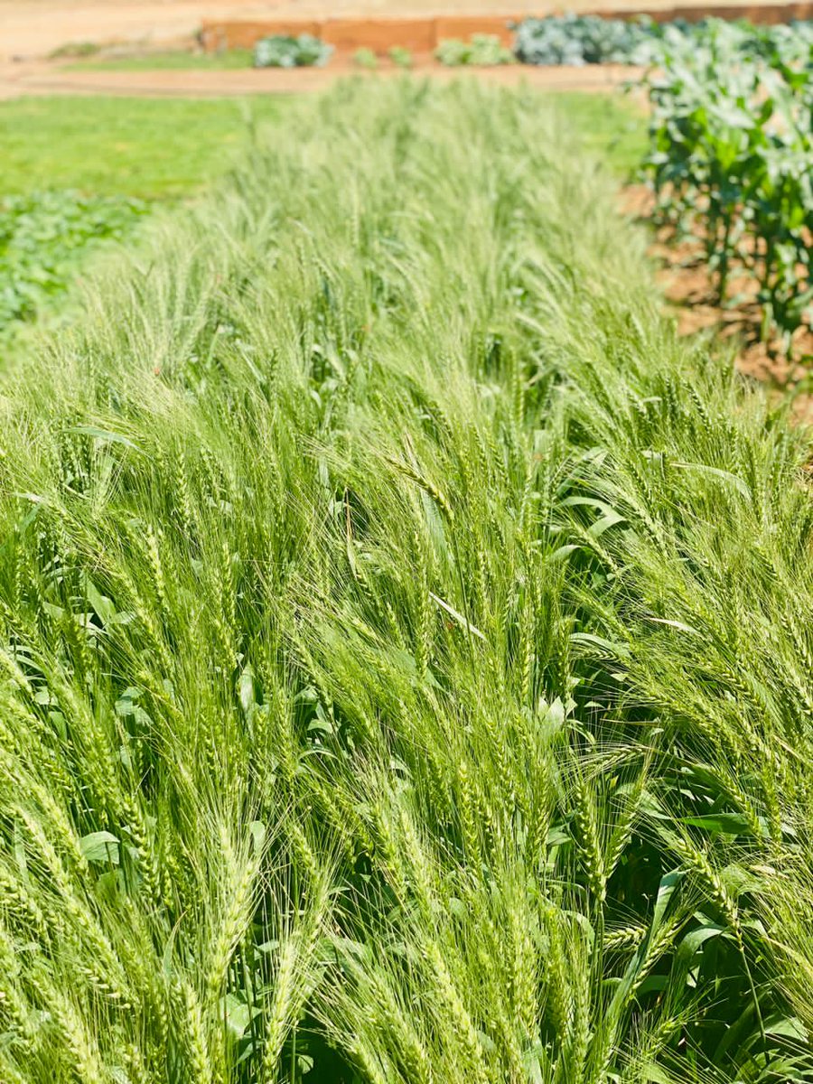 Zimbabwe Agricultural Society tweet media