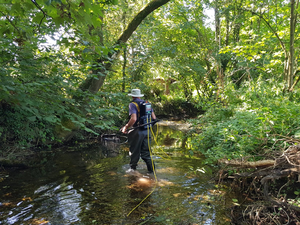 MeganJR_'s tweet photo. Super sunny day this time last week #ElectricFishing on the Chitterne Brook, near Wylye. So much life in the stream, lots of Brown Trout, Bullhead, Stickleback, a few Lamprey and loads of Minnow. We also found an #Invasive #SignalCrayfish which was a first for me! 😲🦞 https://t.co/3A4LHKGU1q