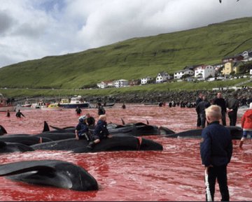 Tevhid Gündemi tweet media