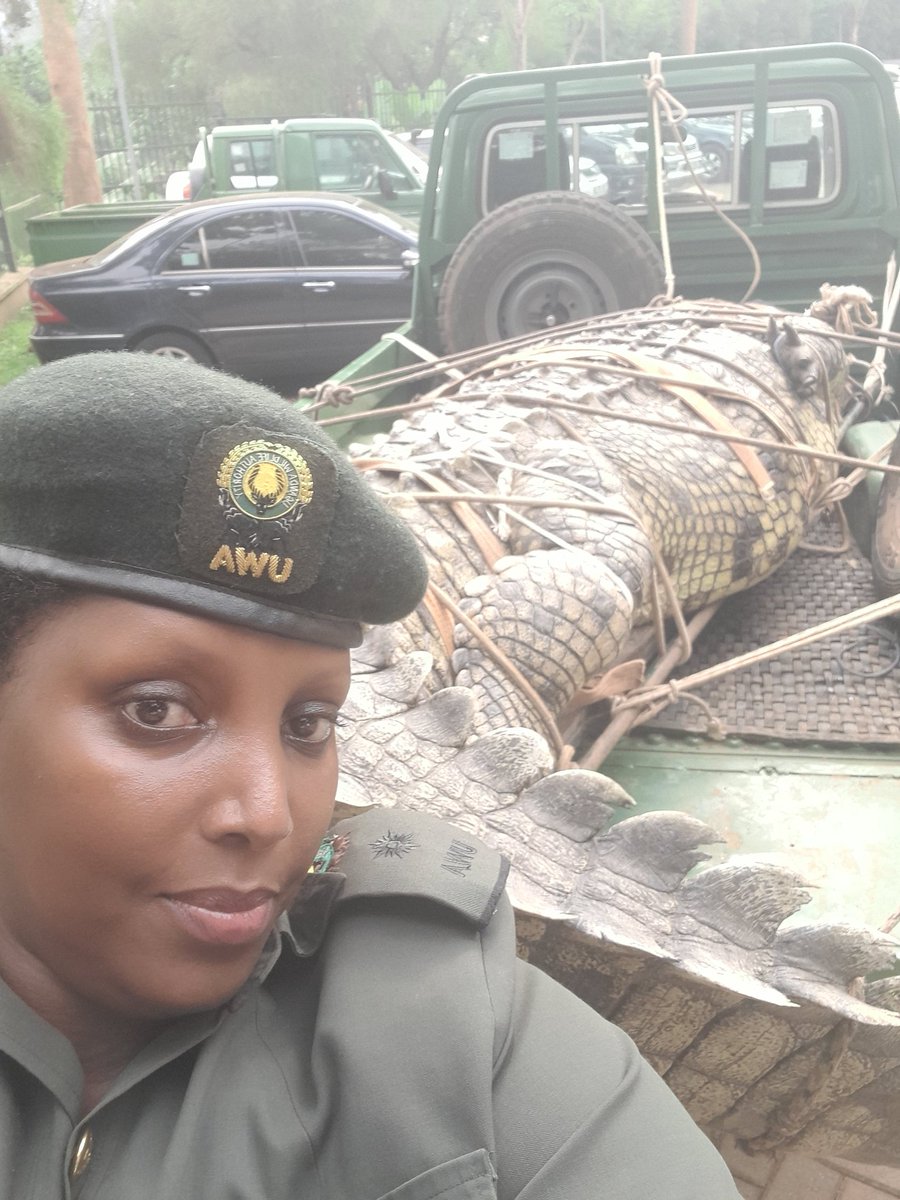 Conserve the Nile crocodile