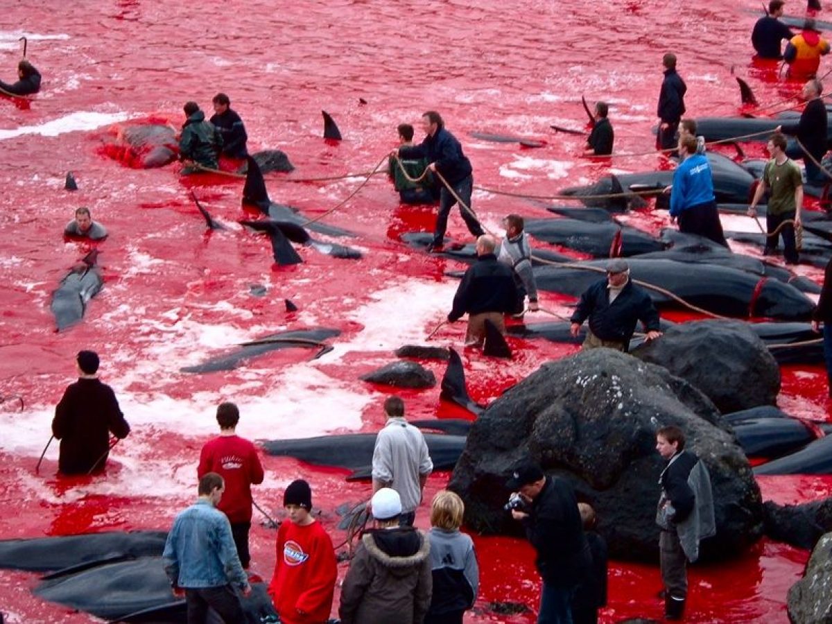 JN75313083's tweet photo. Have you got a holiday coming up? Trying to decide where to spend your money? Enjoy good views and local culture? Well then you won't like the #FaroeIslands !! Bit of a shithole! 
#BoycottFaroeIslands https://t.co/2ep4QYki9h