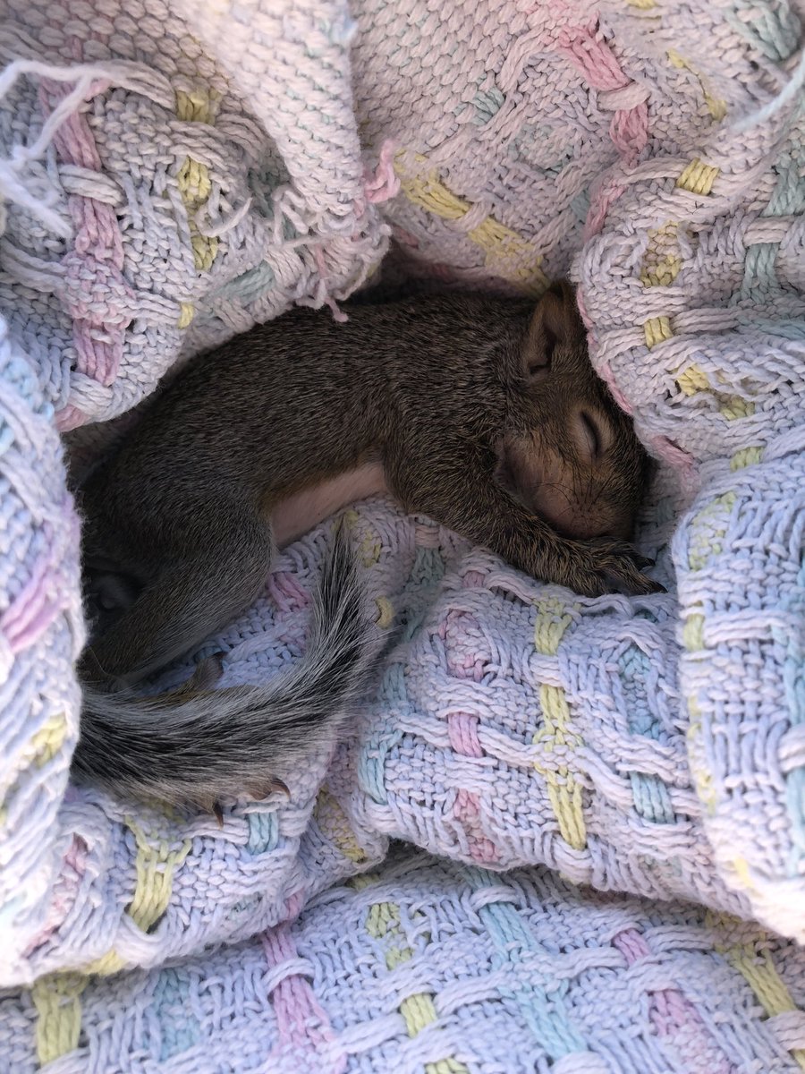 ALSSpanish's tweet image. I keep finding baby squirrels in my backyard! This one I fed till the SPCA could come get him (yep, he was a boy, too, like the newborn I found a few weeks ago). I need to have a talk about parenting with their mom and dad! 😂