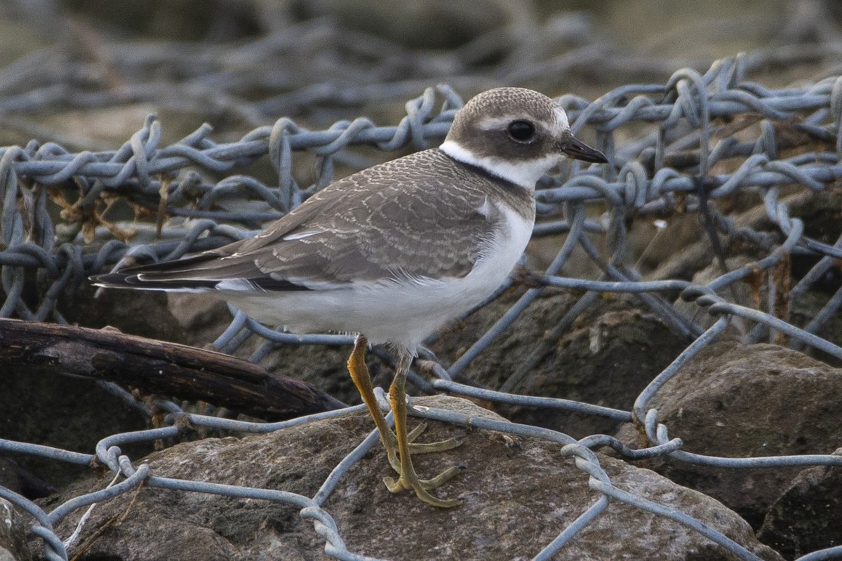 Very pleased to get this young Ringed Plover on Lockwood Resovoir at the @E17Wetlands this evening -  après le déluge...
#londonbirds #birdingUK