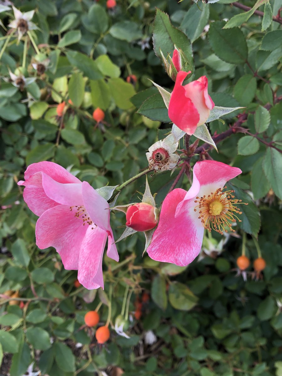 tinykarin's tweet photo. The phases of being a rose, all in one moment
#blooms #buds #roses #fallenrose #rosehip https://t.co/SRfS6FIfTA