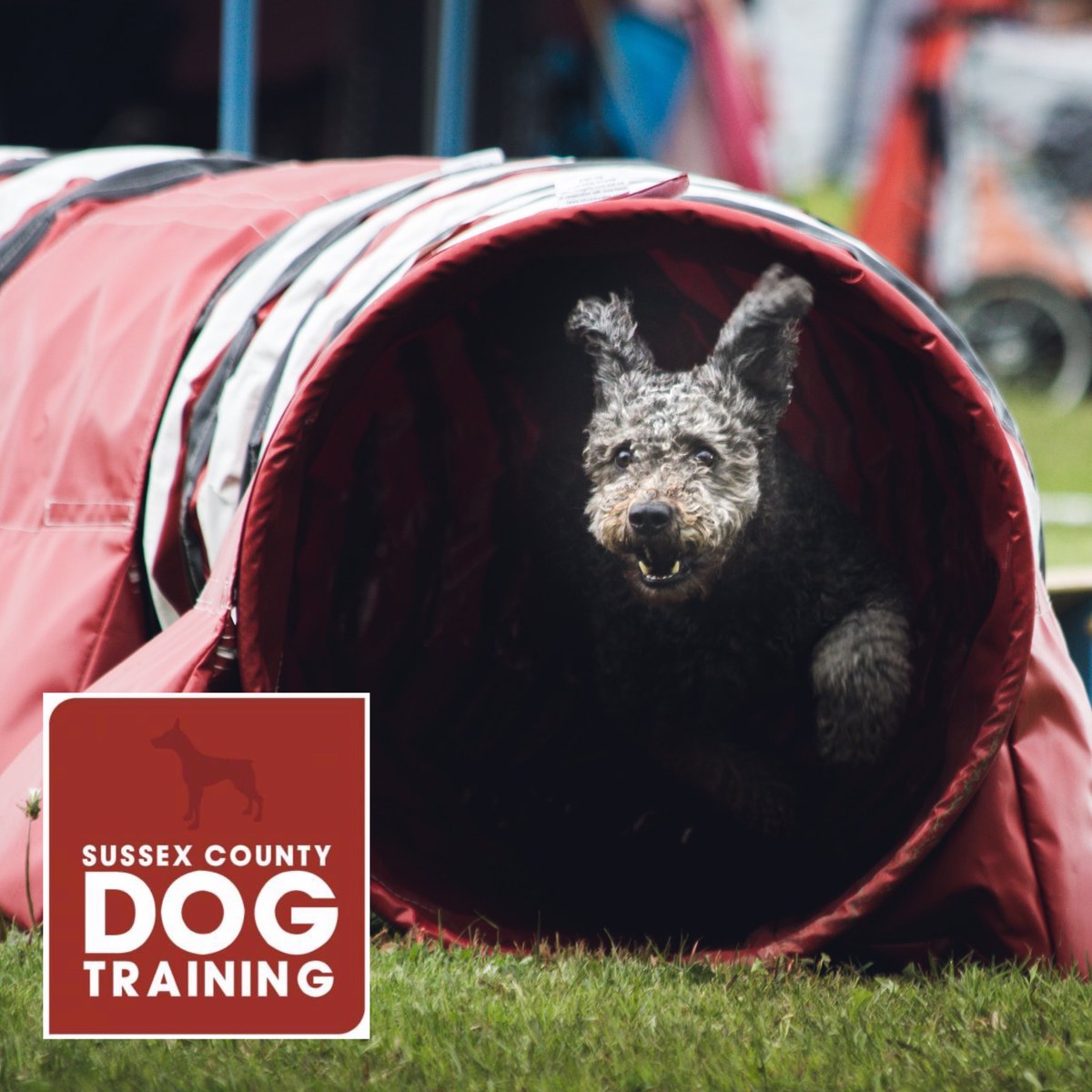 SCDogTraining's tweet photo. New Beginners and Intermediate Agility Classes Staring Soon! 
https://t.co/2lAoSpZ9RG https://t.co/eZg3BuAjA2