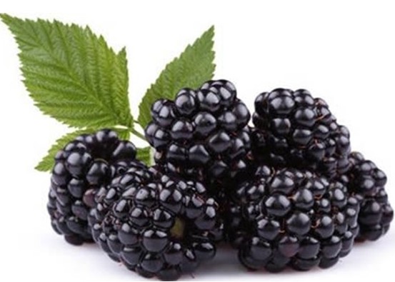 UFGulfCoastREC's tweet photo. We're Hiring! Work with strawberries, hops, blackberries, artichokes and so much more.  Working for the greater good - agriculture!
GCREC Hortlab is in search of 3 OPS research technicians. Contact: sagehara@ufl.edu 813-419-6583 https://t.co/eP17xLJQeq