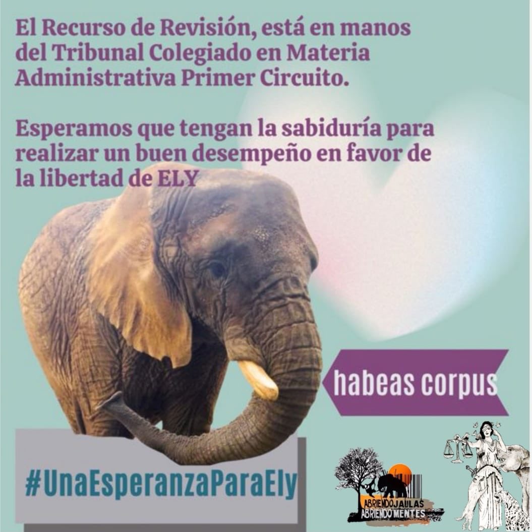 .<a href="/SCJN/">Suprema Corte</a> el Recurso de Revisión está en manos del Tribunal Colegiado en Materia Administrativa Primer Circuito.

Pueden cambiar el destino de #Ely, permitiéndole vivir con la dignidad de su especie.
<a href="/Claudiashein/">Claudia Sheinbaum Pardo</a> permita #UnaEsperanzaParaEly
#LiberenAEly
#habeascorpus  <a href="/DerechosVa/">VaPorSusDerechos</a>