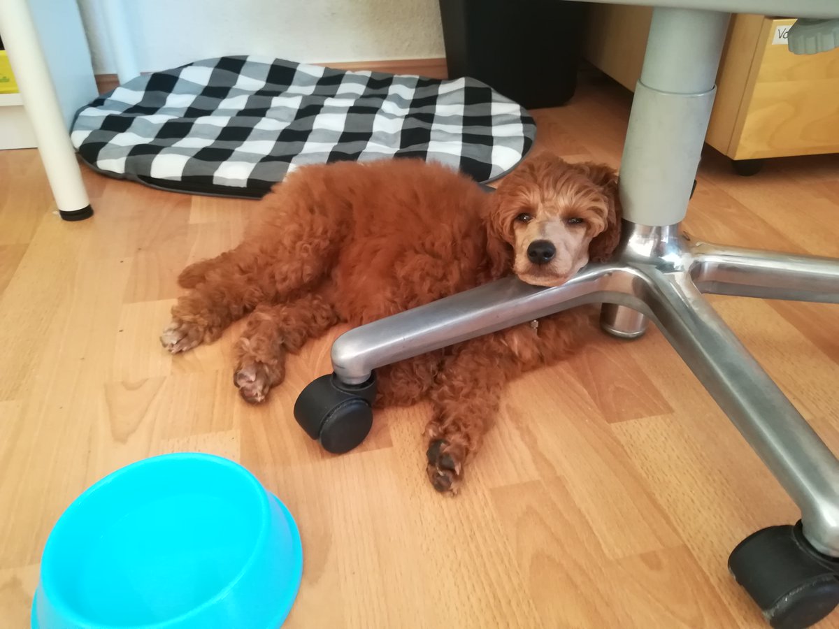 MoonlitMonitors's tweet photo. For this #TeamTalkTuesday welcome Cookie, the newest member of our workforce! 

She's a bit too exhausted from her move to be of much help yet (something we all can relate to, the last few weeks have been tough), 
but she showed up at the workplace nonetheless! https://t.co/mDv8R08Wqi