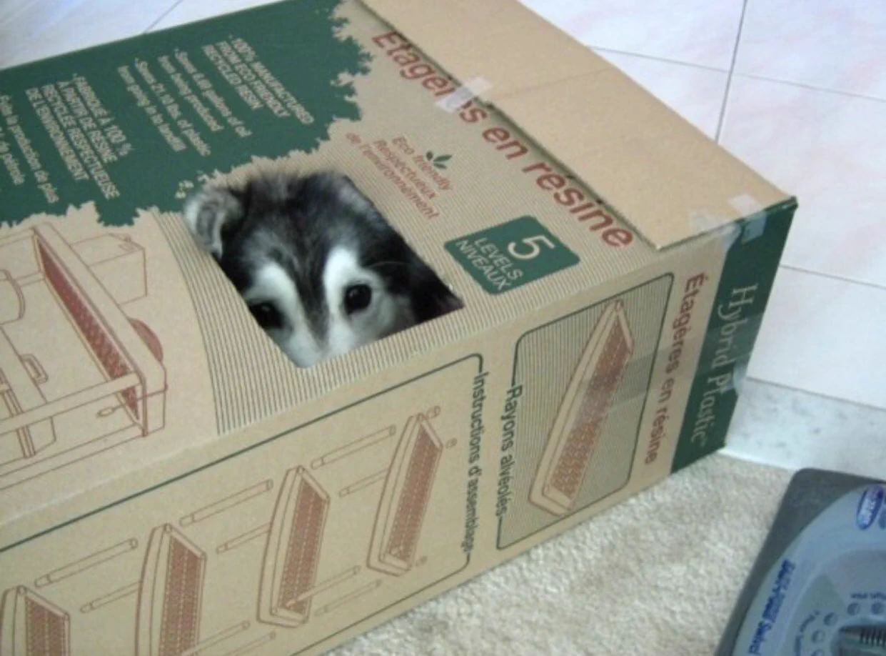 犬が猫に育てられると、仕草が猫になるようですｗｗ