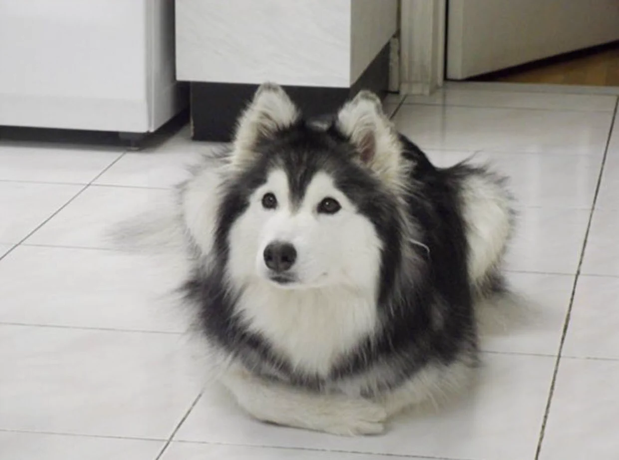 犬が猫に育てられると、仕草が猫になるようですｗｗ
