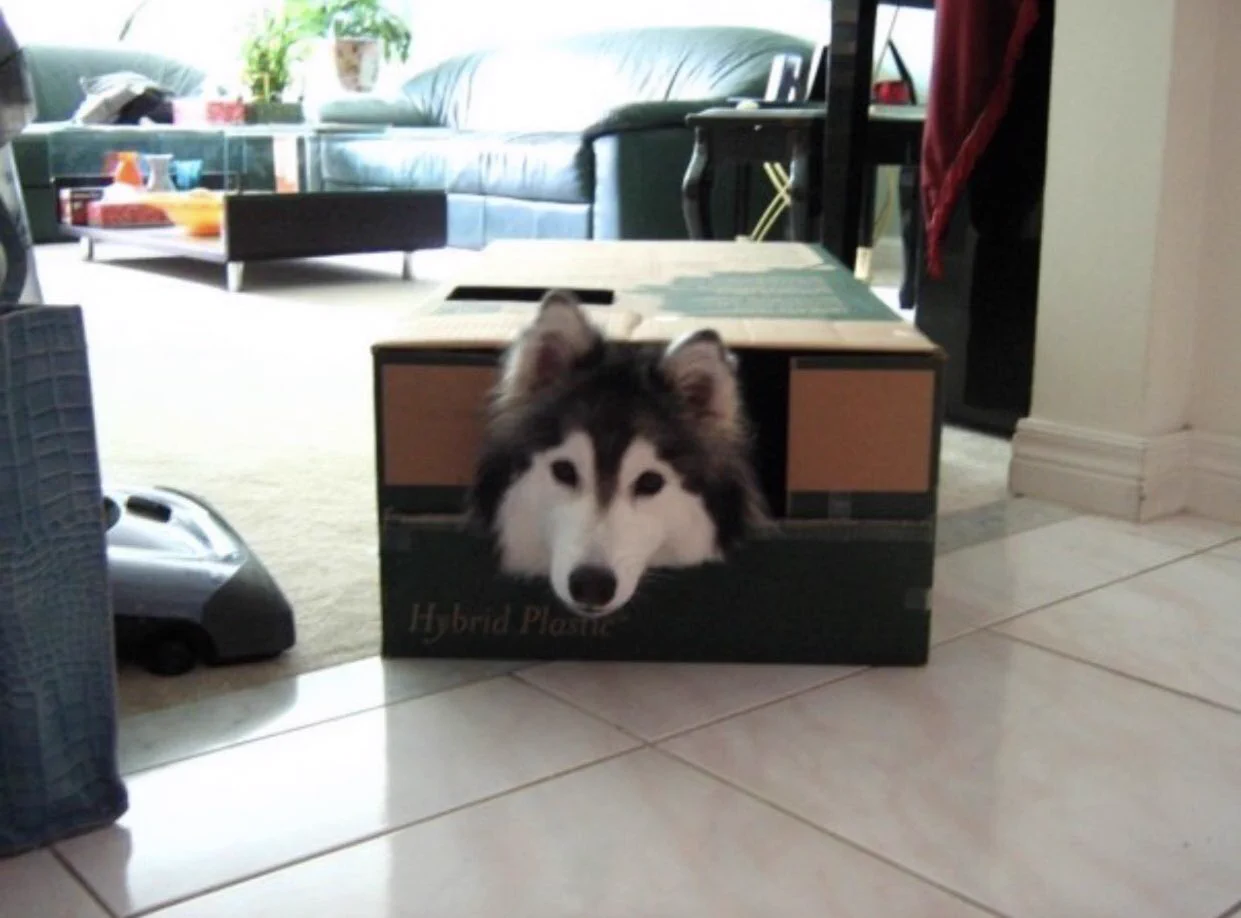 犬が猫に育てられると、仕草が猫になるようですｗｗ