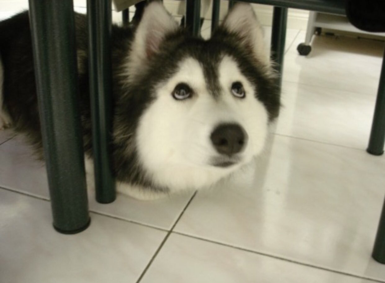 犬が猫に育てられると 仕草が猫になるようですw 話題の画像プラス 犬が猫に育てられると 仕草が猫になるようですw 話題の画像プラス