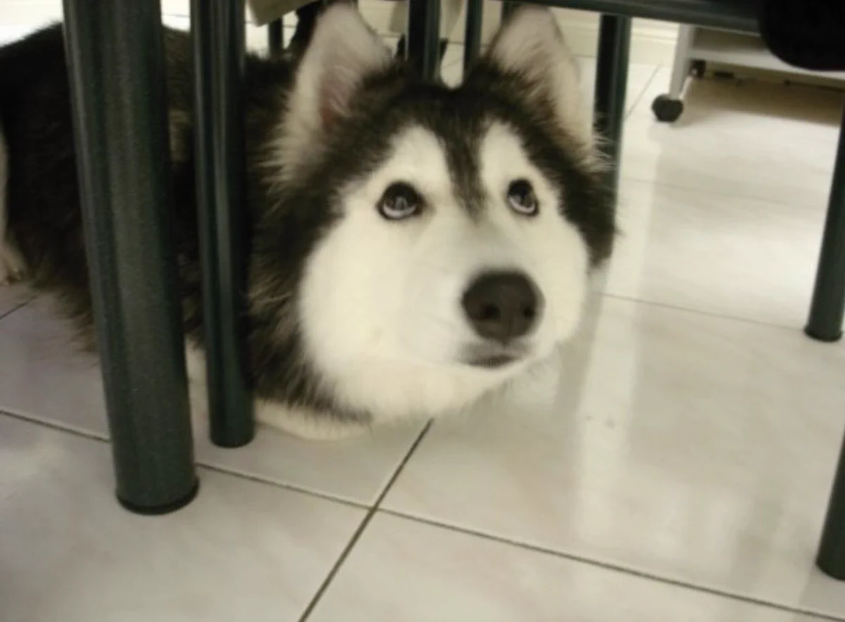 犬が猫に育てられると、仕草が猫になるようですｗｗ