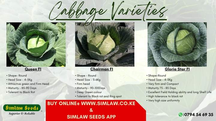 Simlaw Seeds Co Ltd We Have A Wide Range Of Cabbage Varieties Available From Opv Varieties Suitable For Substance Farming To Hybrid Cabbages Best Suited For Commercialfarming T Co Qhwkxnhtyd Twitter Simlaw Seeds Co Ltd We Have A Wide Range Of Cabbage Varieties Available From Opv Varieties Suitable For Substance Farming To Hybrid Cabbages Best Suited For Commercialfarming T Co Qhwkxnhtyd Twitter