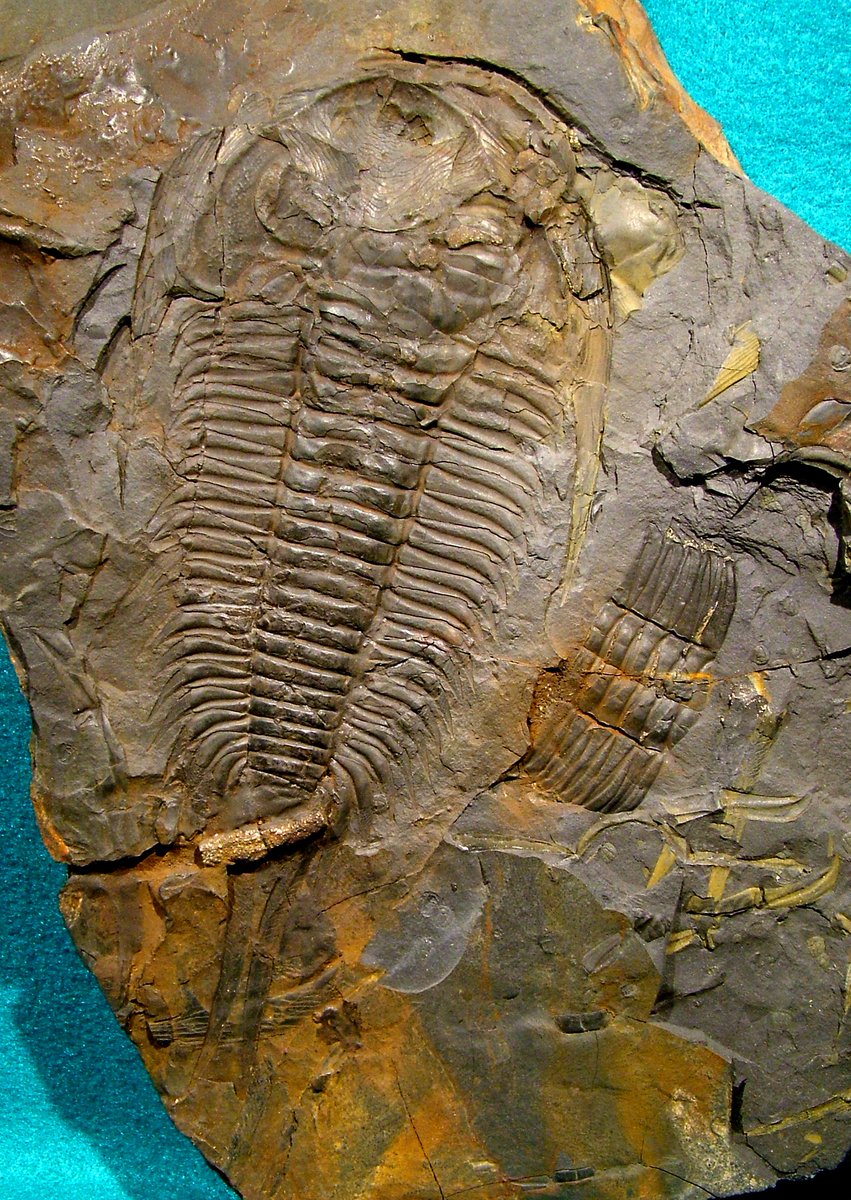 Dr. Rod Taylor tweet media