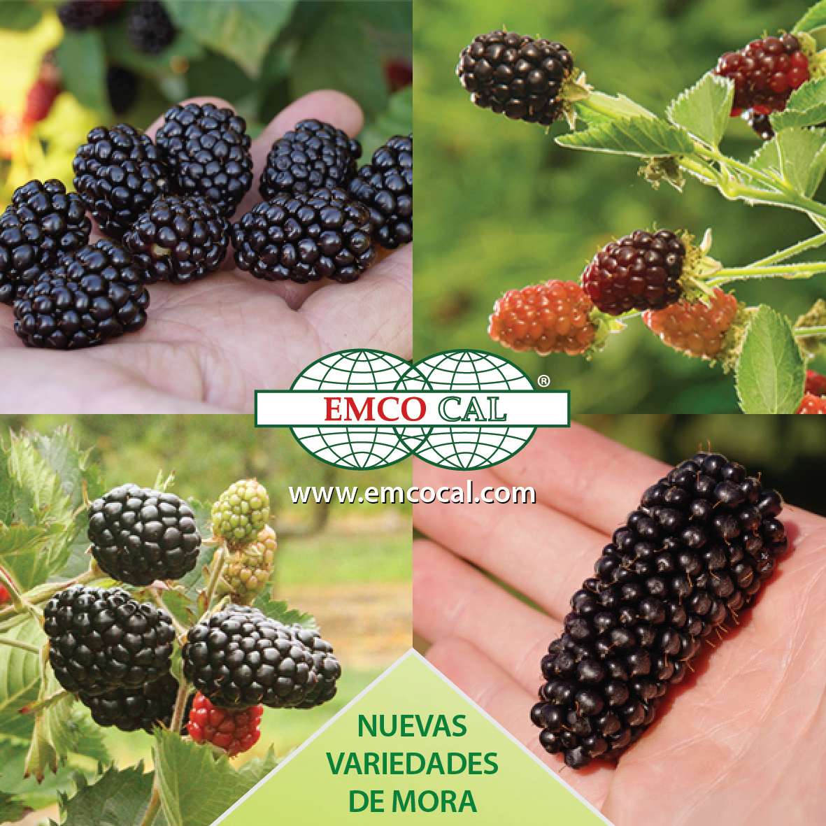 PortalFruticola's tweet image. EMCO CAL representa  #VariedadesDeMora  de  #BreedingPrograms  reconocidos, como #UniversityOfArkansas, y el Departamento de Agricultura de los Estados Unidos (#UDSA) que colabora con #OregonStateUniversity. Visita emcocal.com o escribe a variedad@emcocal.com