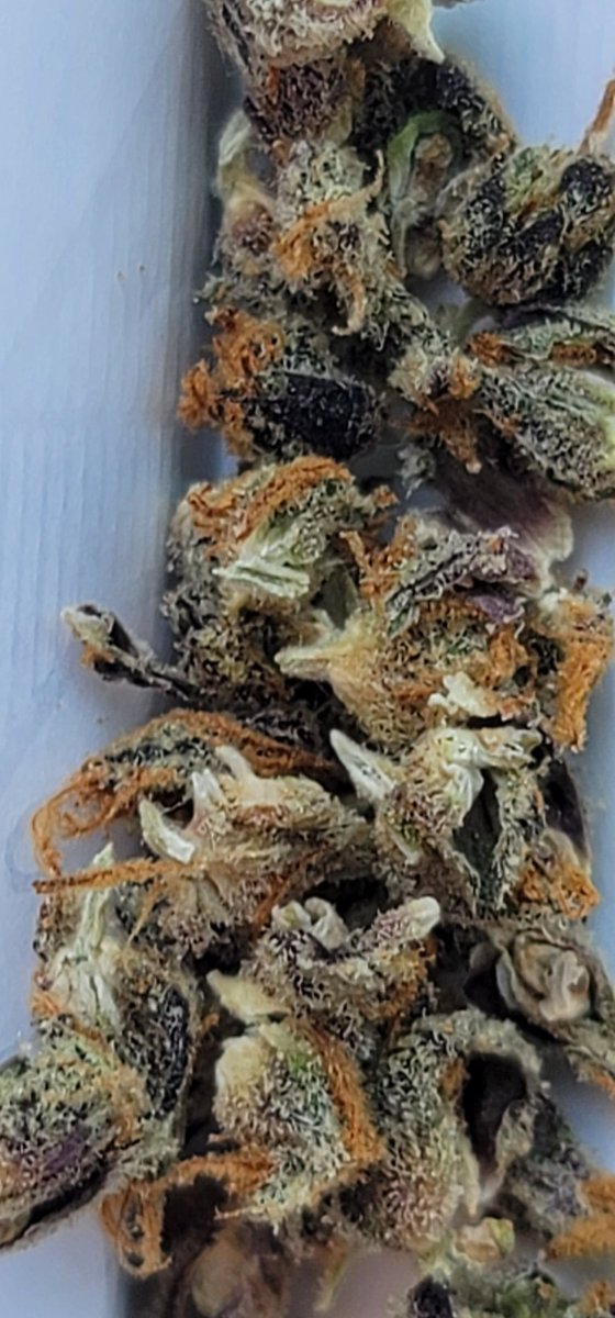 Mario204Super's tweet photo. Breaky Bowl of #FruityPebblesOG but it wasn't cereal 🤣🥣 #FPOG 🌿💨 new @CitizenStash this really gave me the impression of fun, uplifting, and energetic feelings. These budds were so interesting to look at, the colors and smells were different each nugg, so true this strain. https://t.co/m4Wpi0jREq